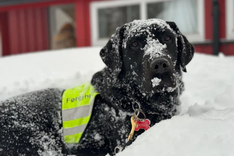 En hund i snøen