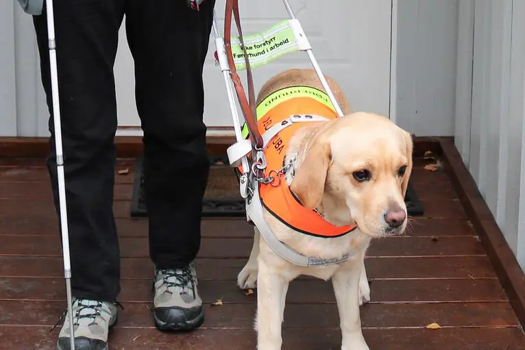 En hund som har på seg redningsvest