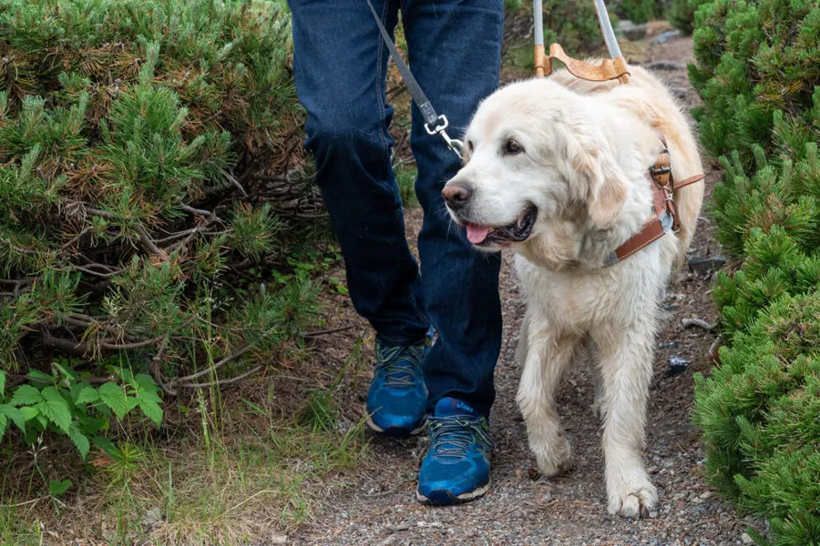 En person som går tur med hund i bånd